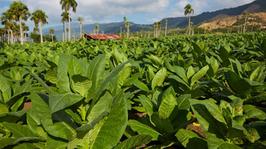 A Virtual Tour of Cigar Factories and Fields